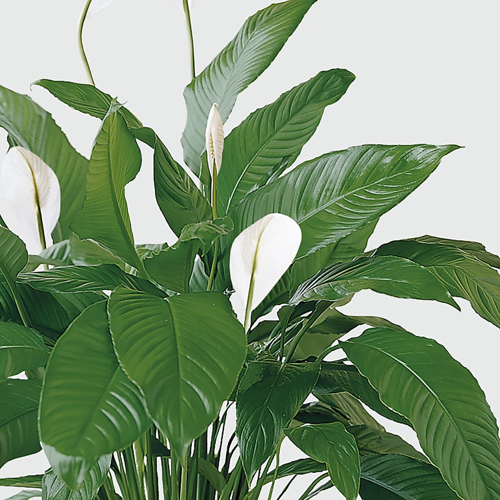 Tranquil Moments Peace Lily Plant –  Blossom Avenue, Orangevale CA