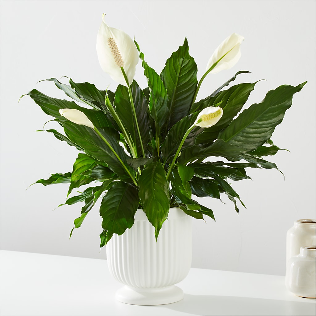 Comfort Planter –  Blossom Avenue, Orangevale CA