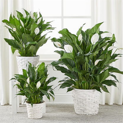 A New Leaf Peace Lily –  Blossom Avenue, Orangevale CA